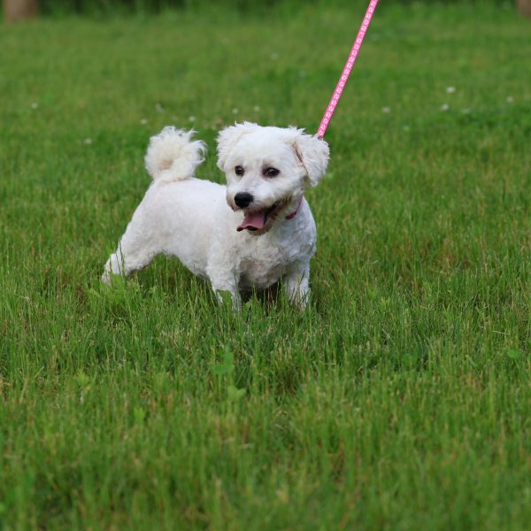Bichon Frise Adult Amy