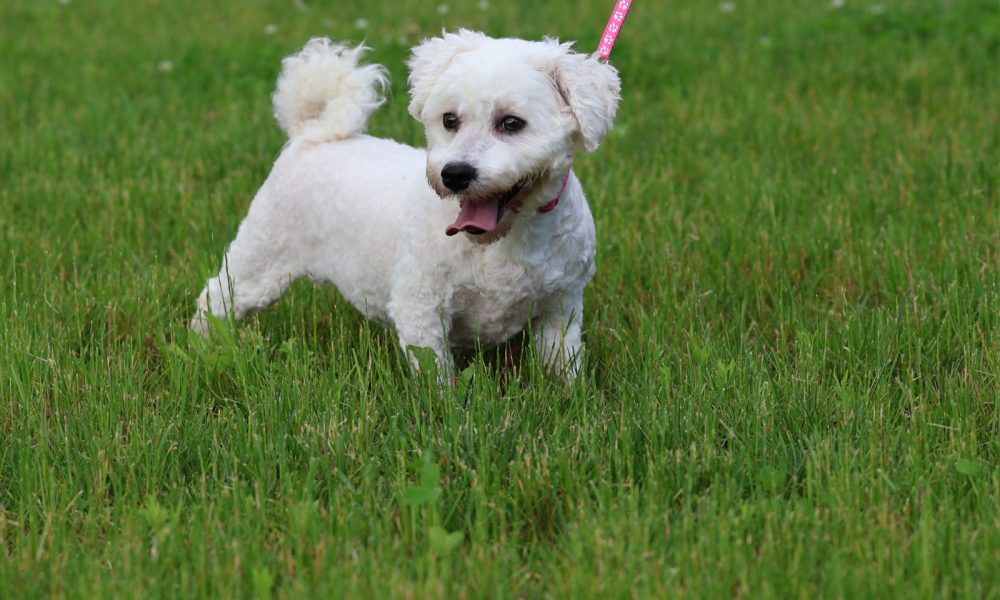 Bichon Frise Adult Amy