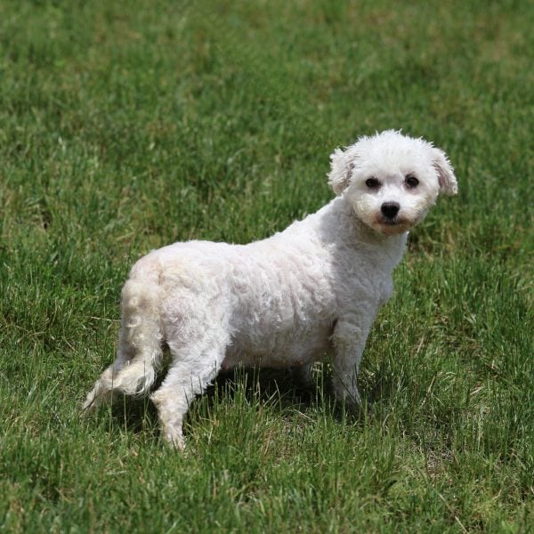 Bichon Frise Adult Angel