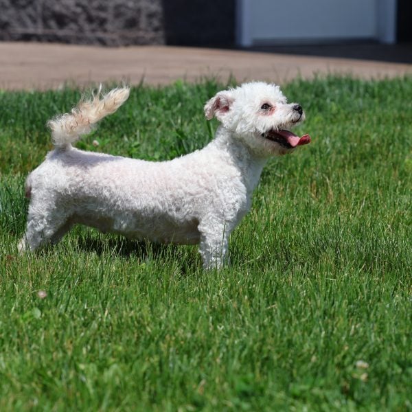 Bichon Frise Adult Bri