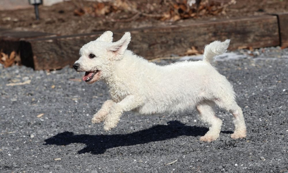 Bichon Frise Adult