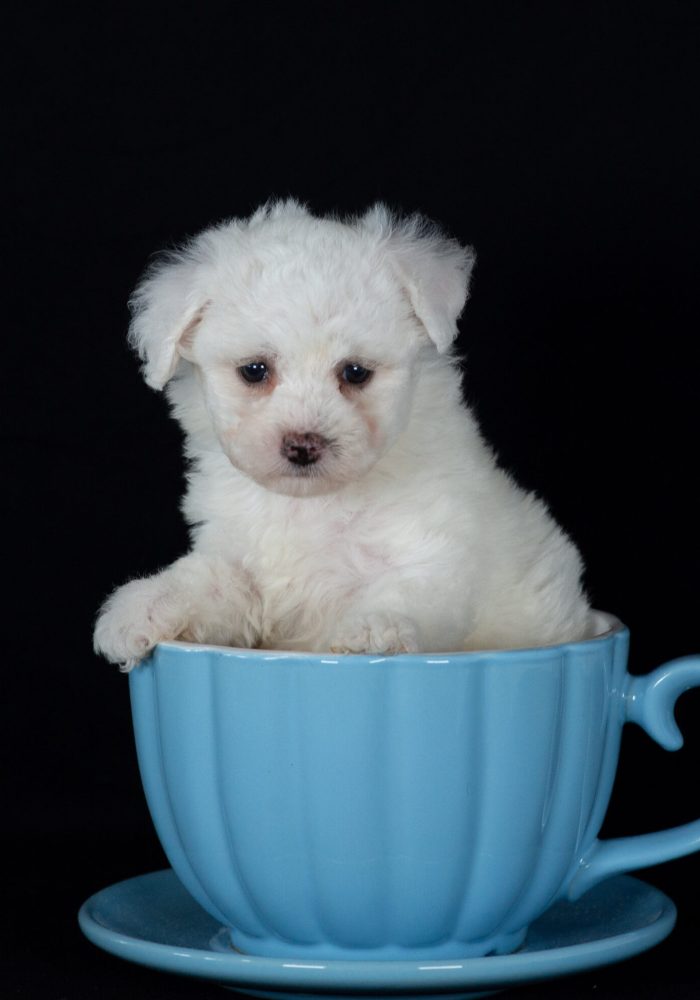 Bichon Frise breeders near me