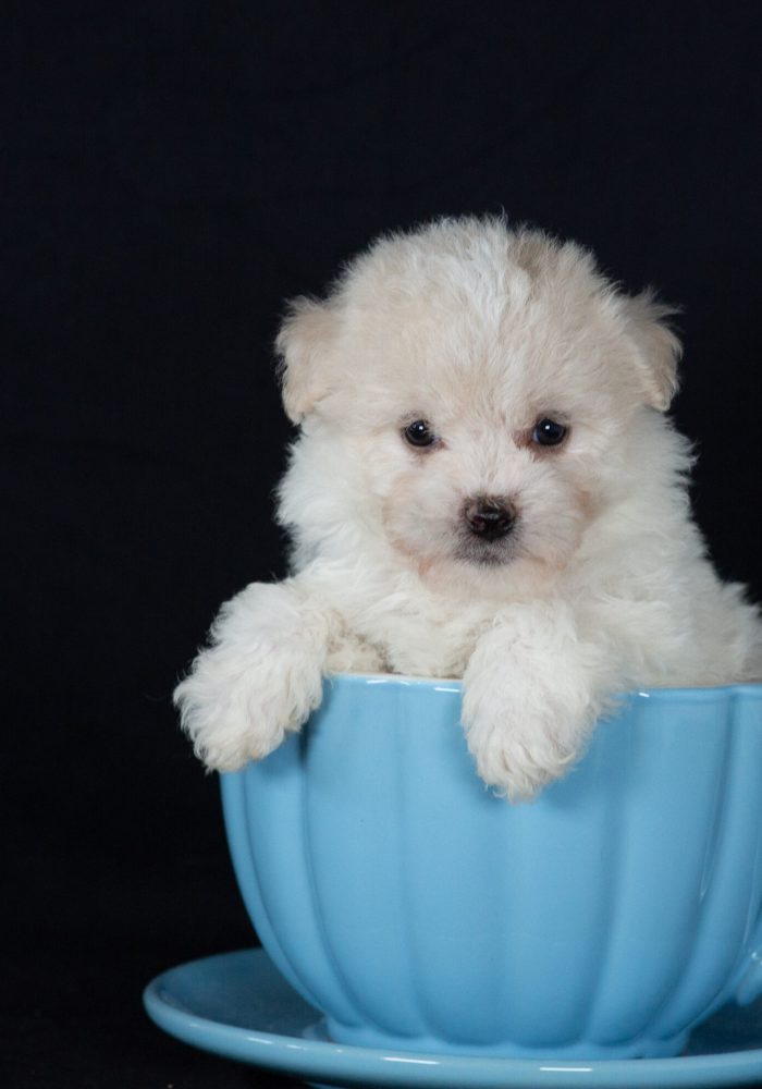Bichon Frise puppies for sale pa