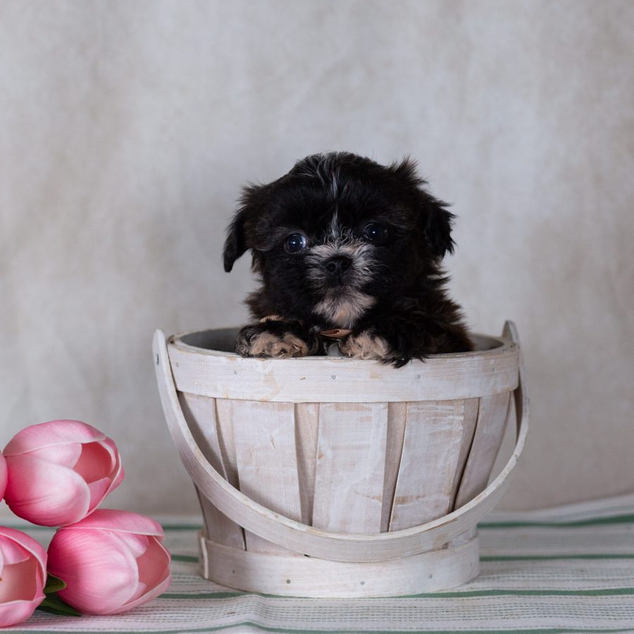 Bichon Shih Tzu mix puppy breeder