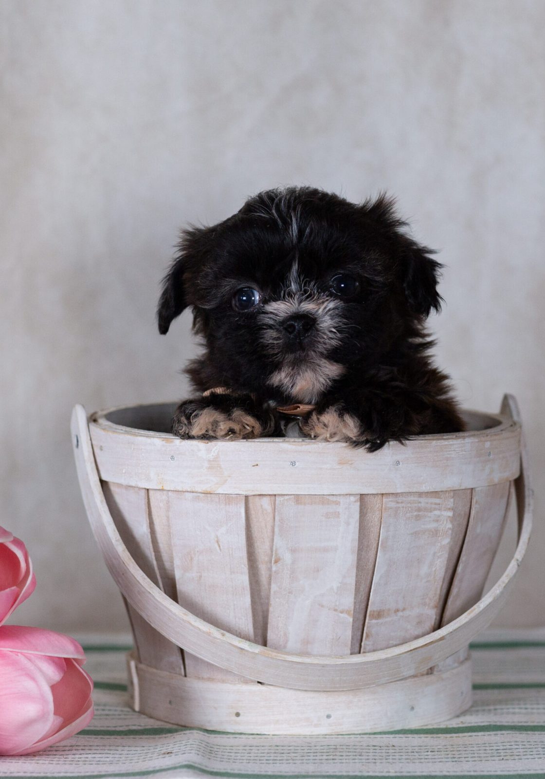Bichon Shih Tzu mix puppy breeder