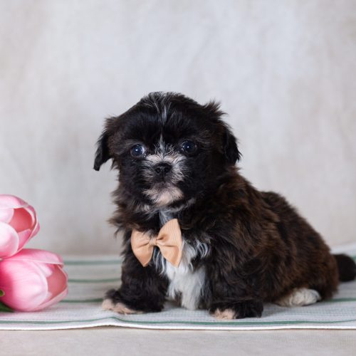 Bichon Shih Tzu mix puppy for sale near me