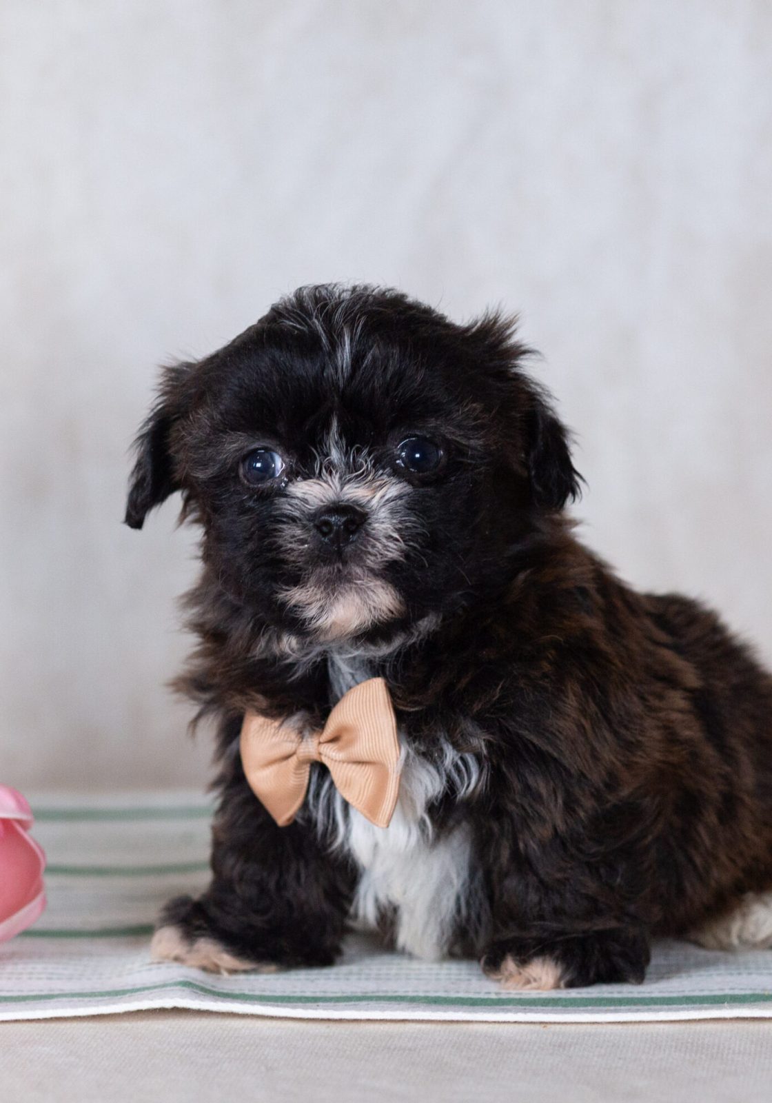 Bichon Shih Tzu mix puppy for sale near me