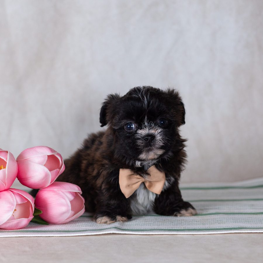 Bichon Shih Tzu mix puppy for sale pa