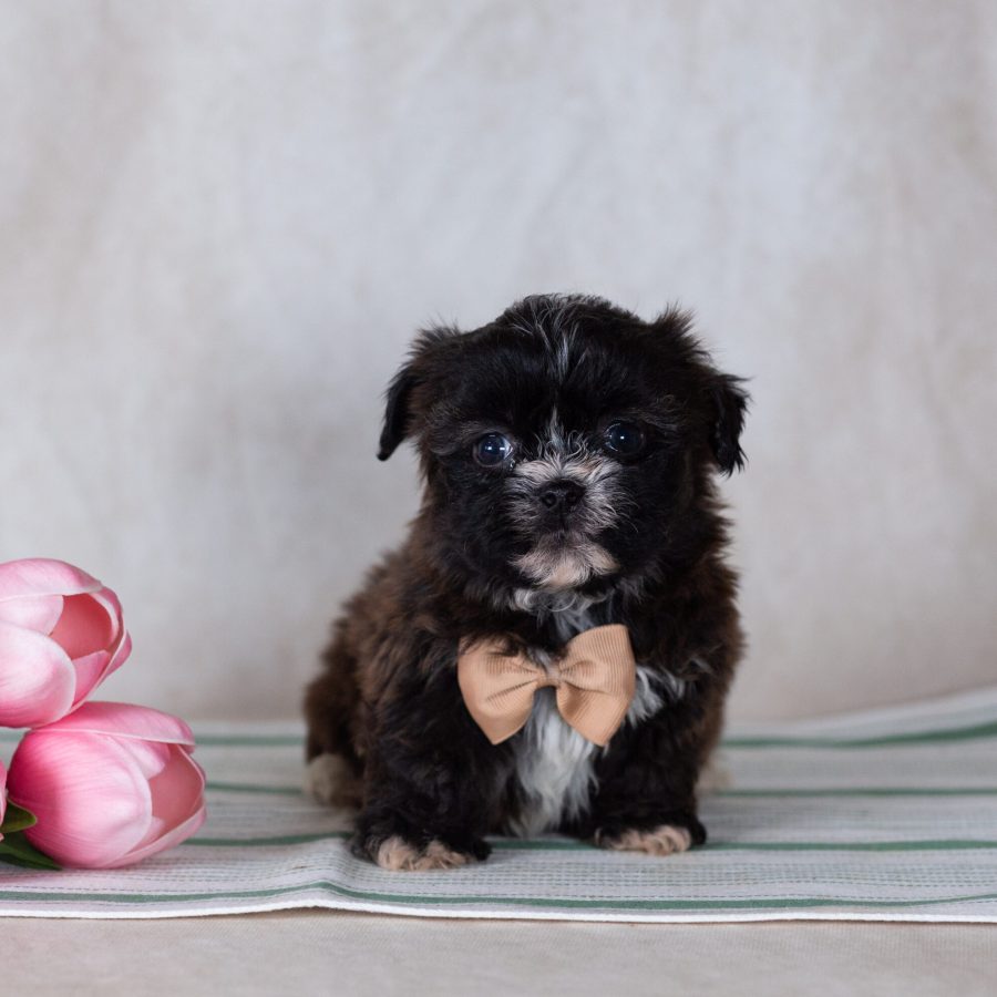 Bichon Shih Tzu mix puppy for sale