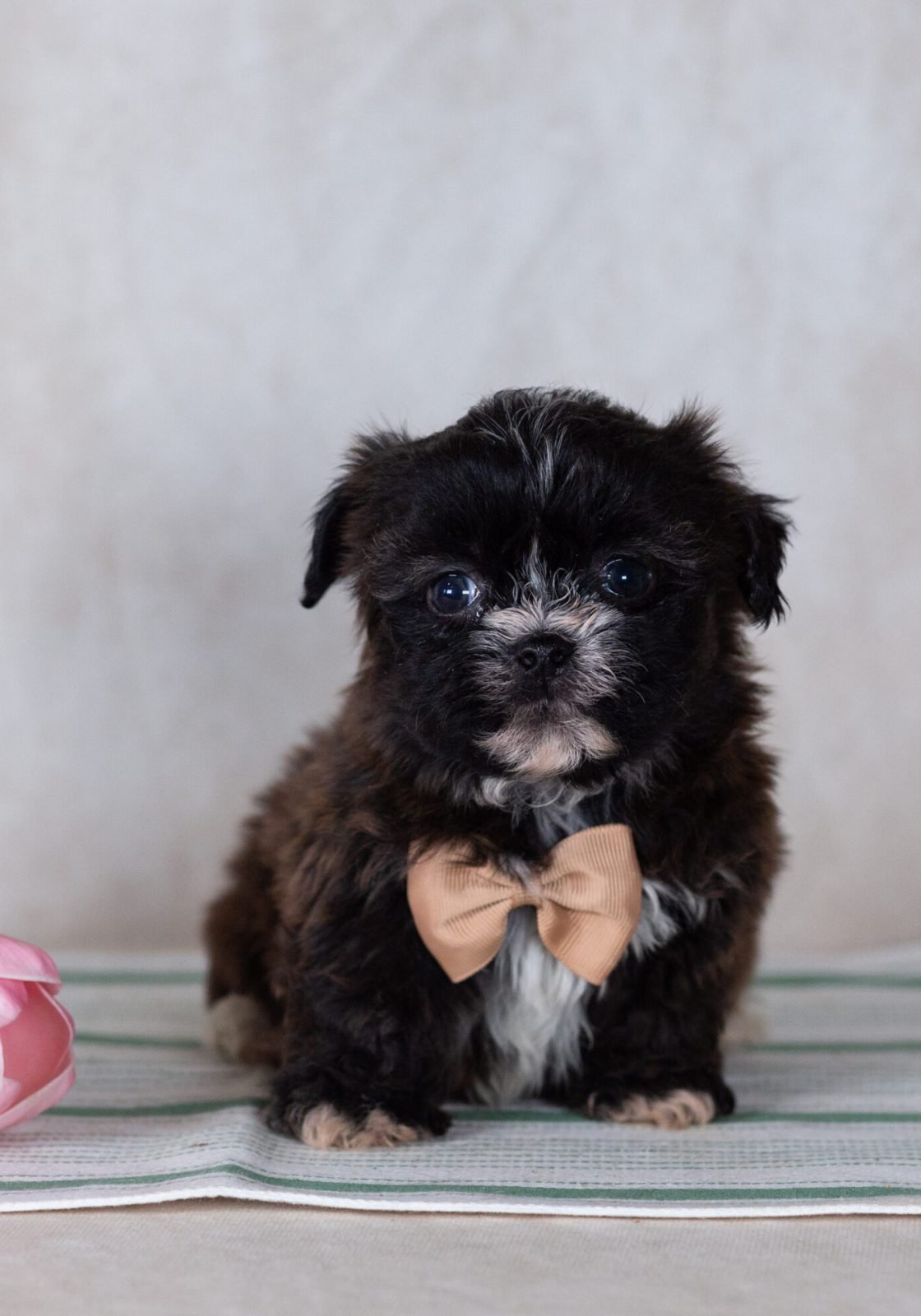 Bichon Shih Tzu mix puppy for sale