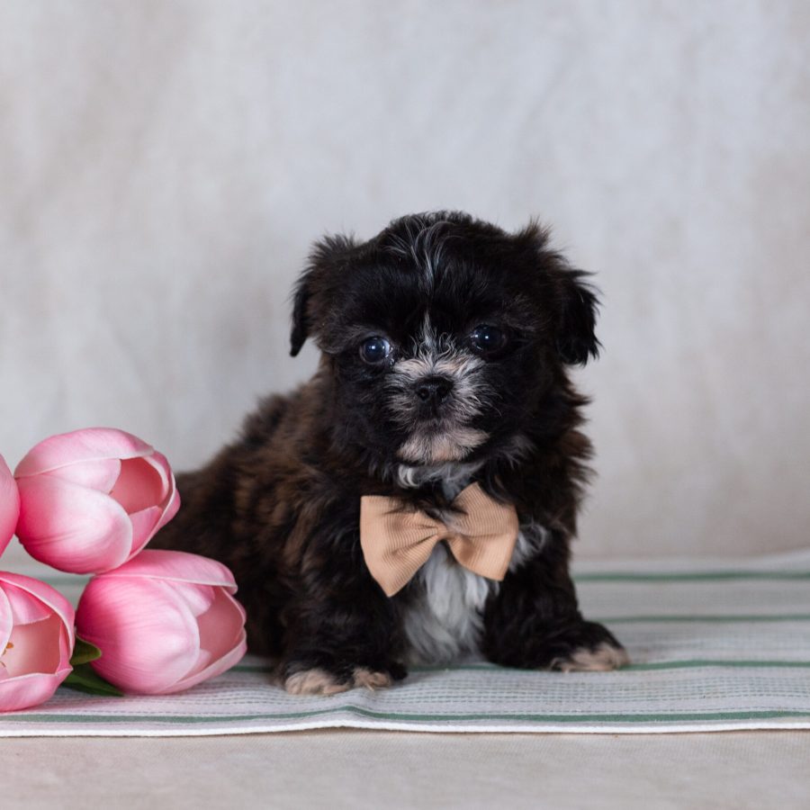 Bichon Shih Tzu mix puppy