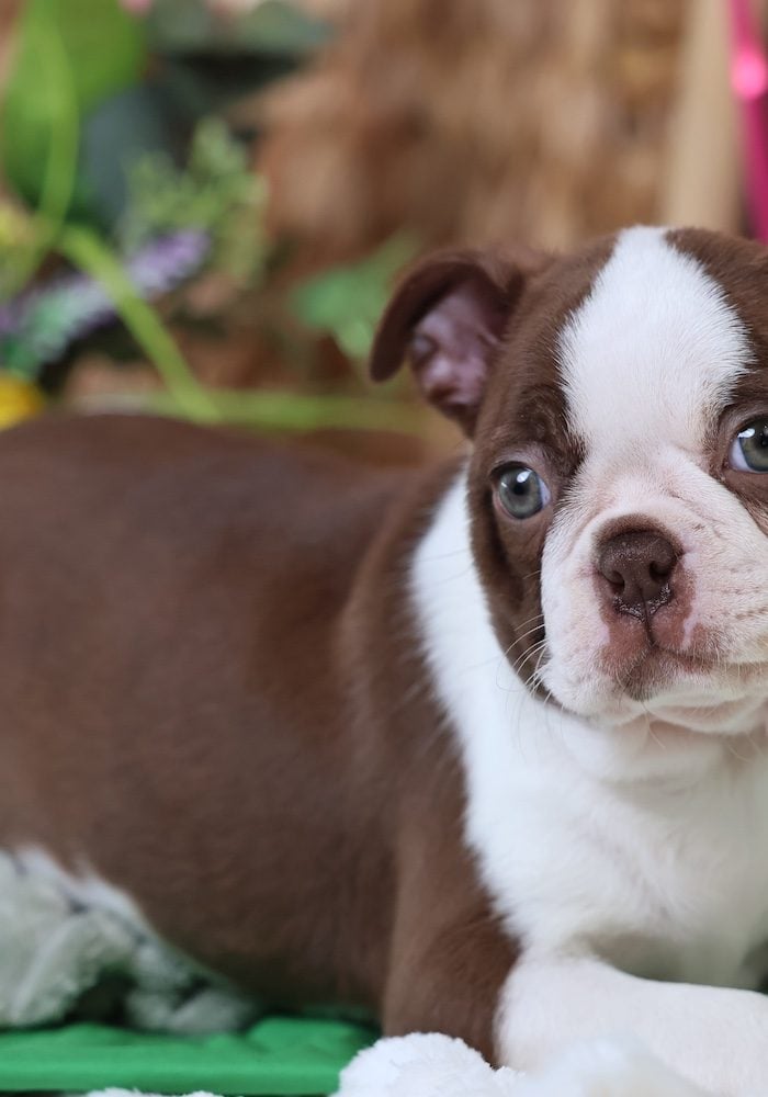 Boston Terrier Adoption Near Me