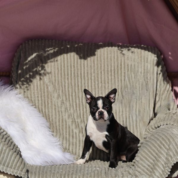 Boston Terrier Puppies in PA