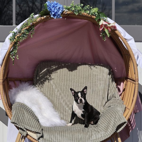 Boston Terrier Puppies near me