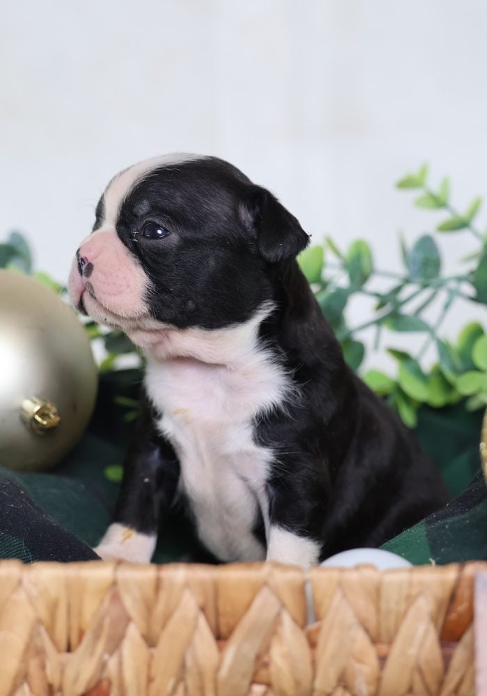 Boston Terrier Puppy Pa