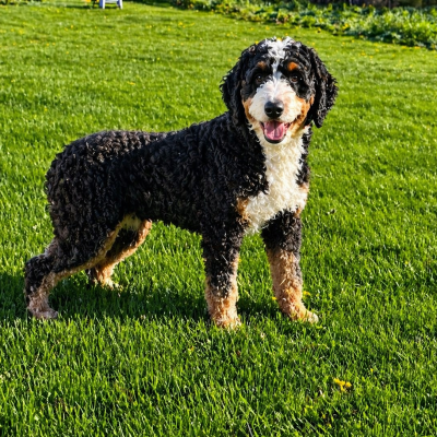 bush male bernedoodle sire