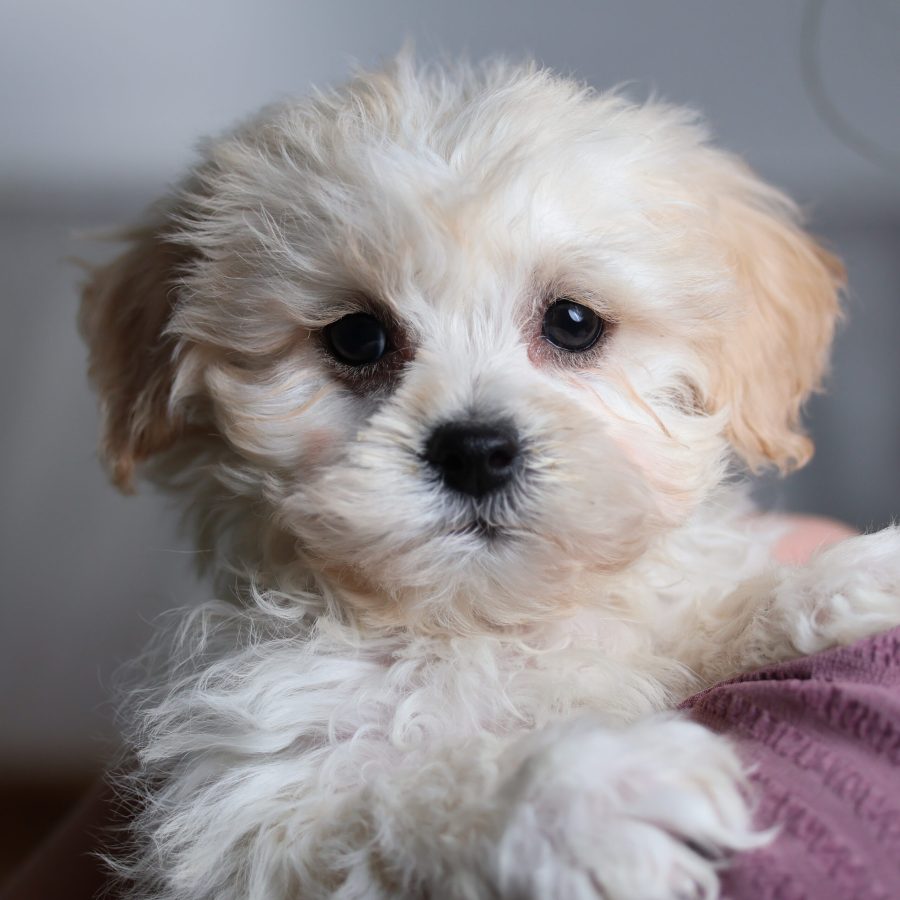 teddy bear puppies