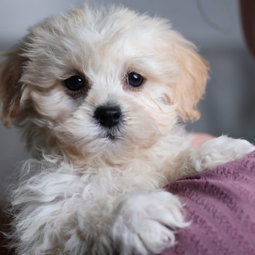teddy bear puppies for sale