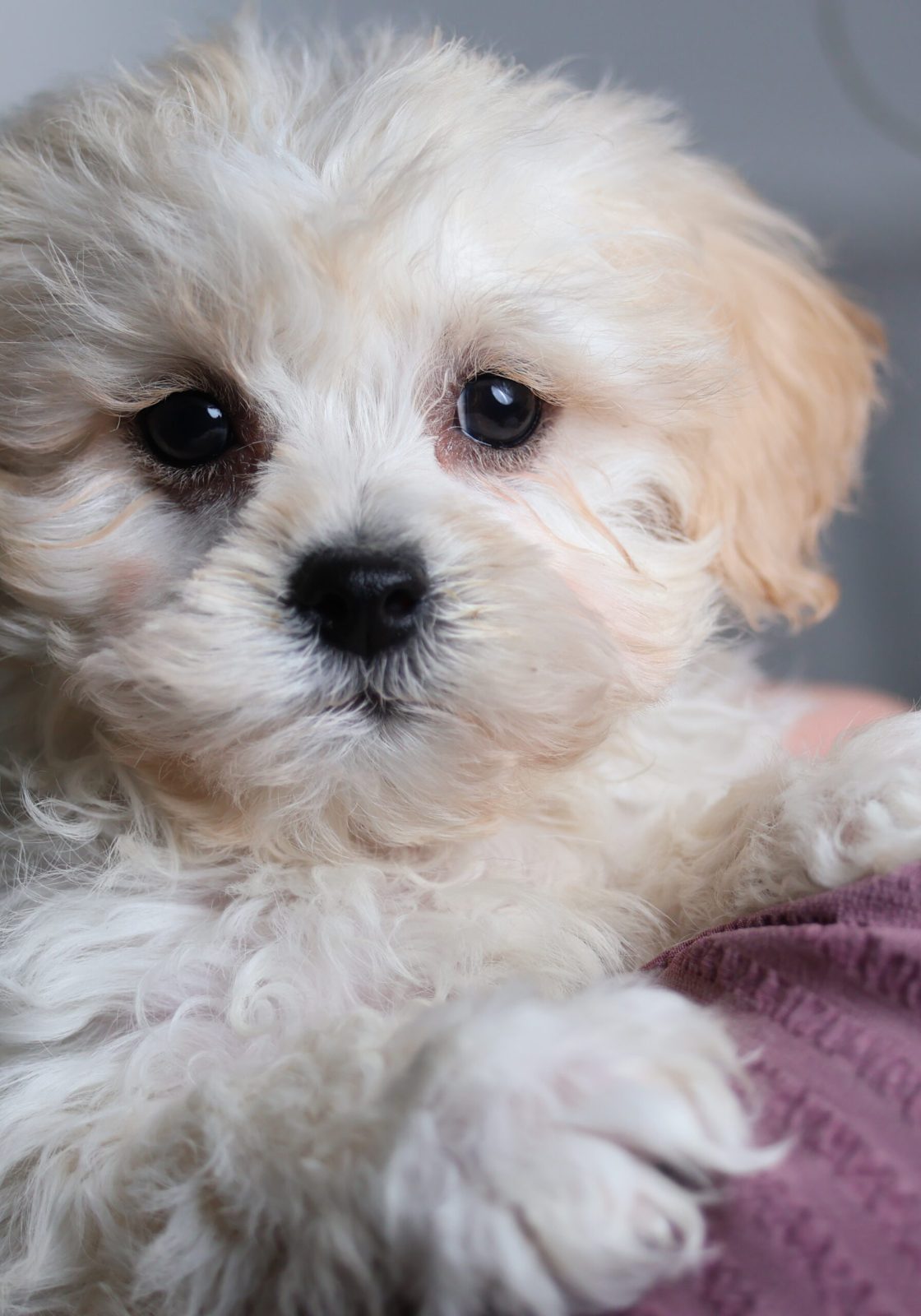 teddy bear puppies for sale