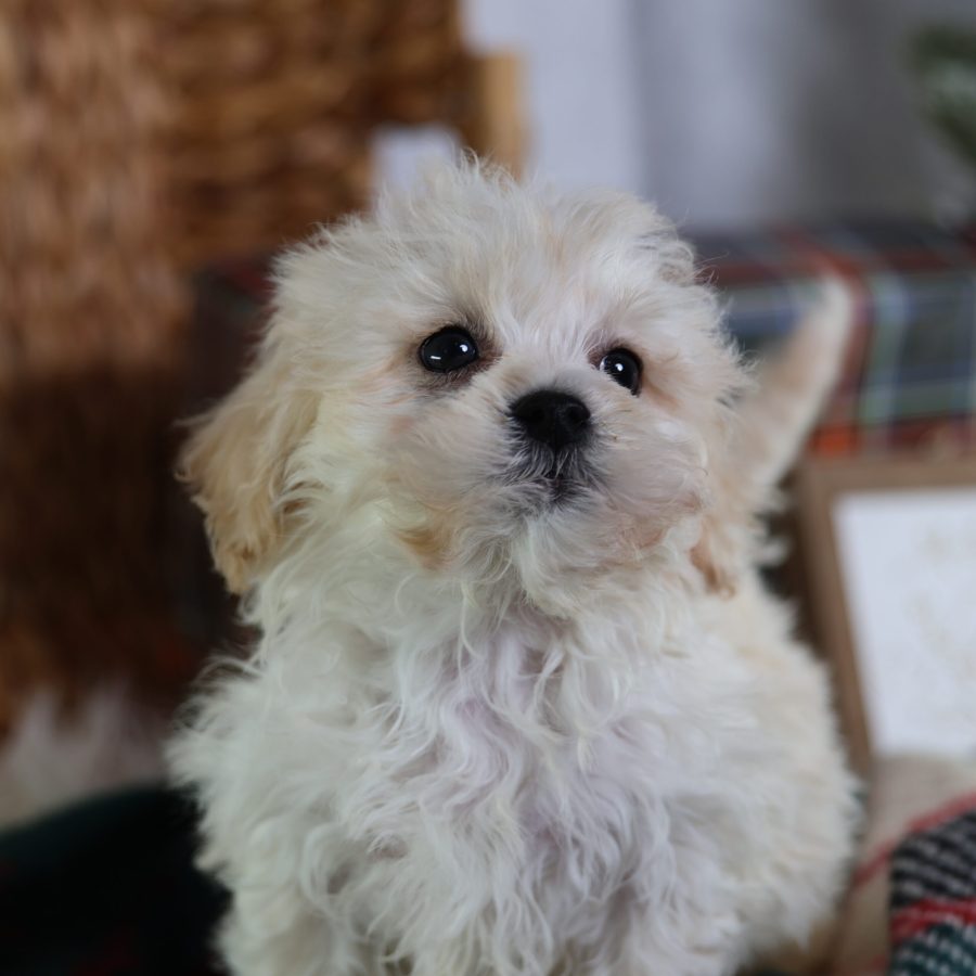 teddy bear puppy