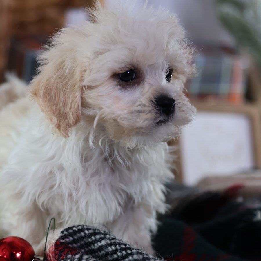teddy bear dog breeder
