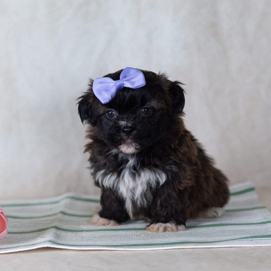 Low shedding small dog breed for sale