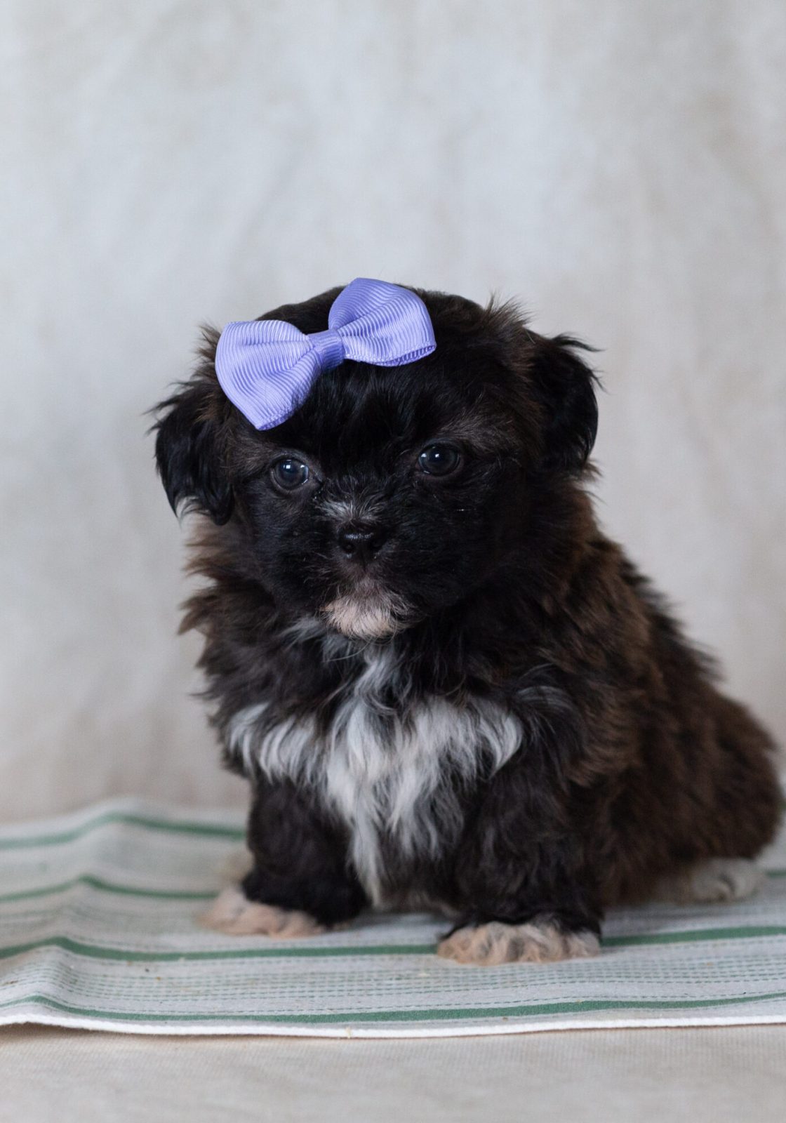 Low shedding small dog breed for sale