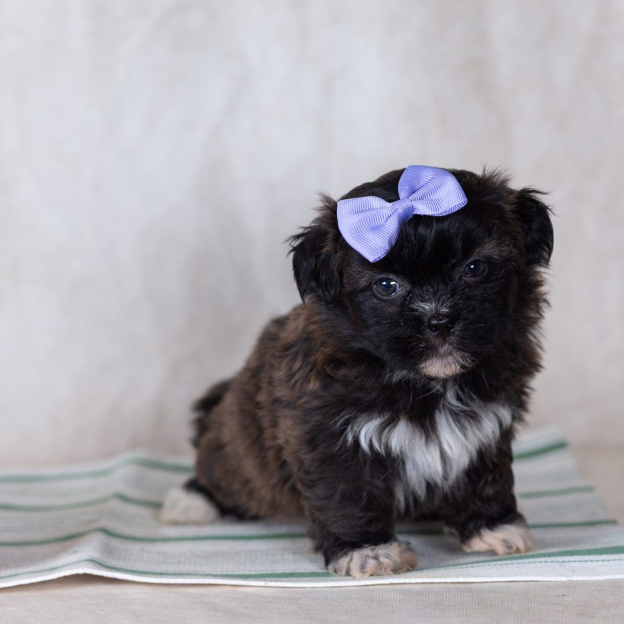 Low shedding small dog breed near me