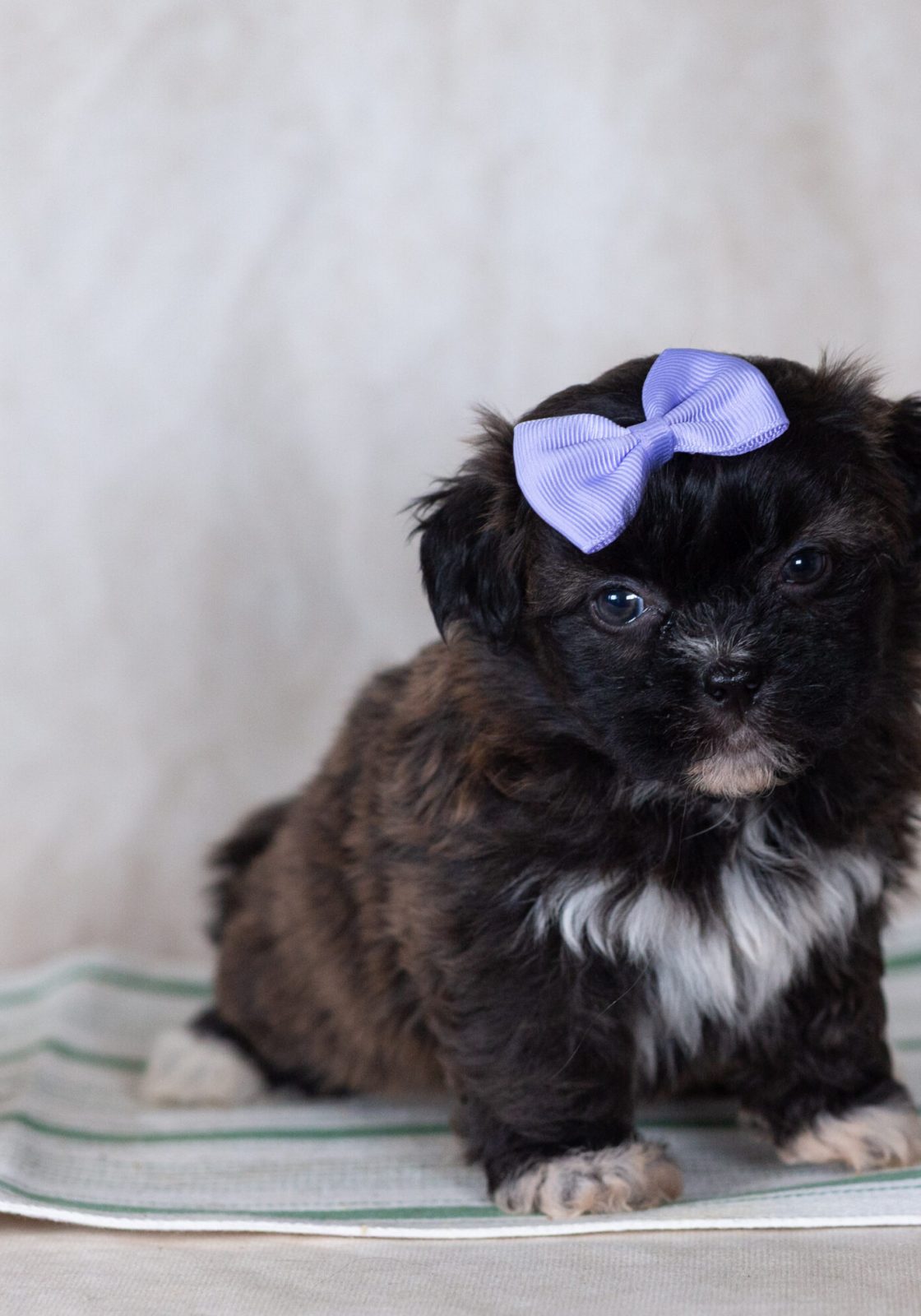 Low shedding small dog breed near me