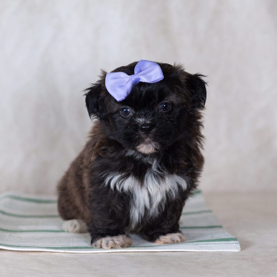 Low shedding small dog breed