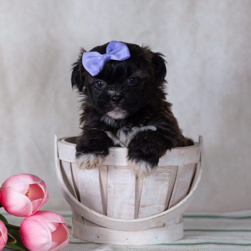 Low shedding small dog breeds