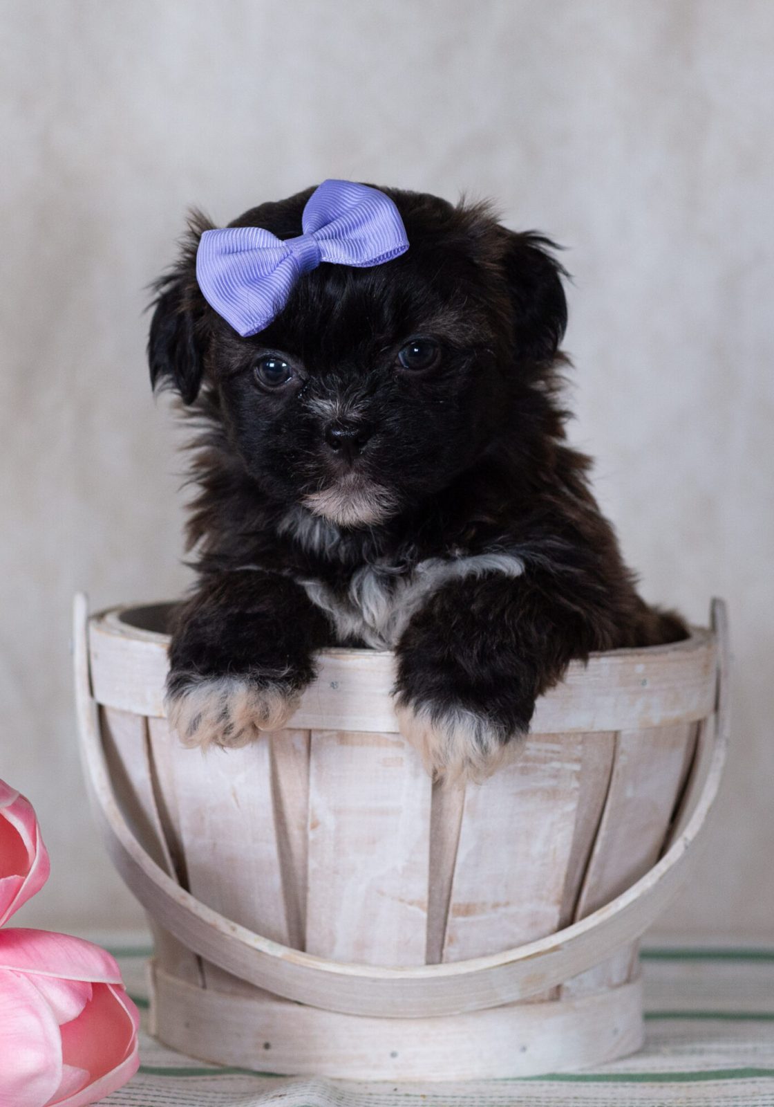 Low shedding small dog breeds