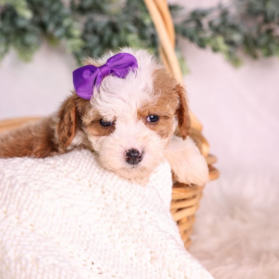 Micro Mini Bernedoodle breeder