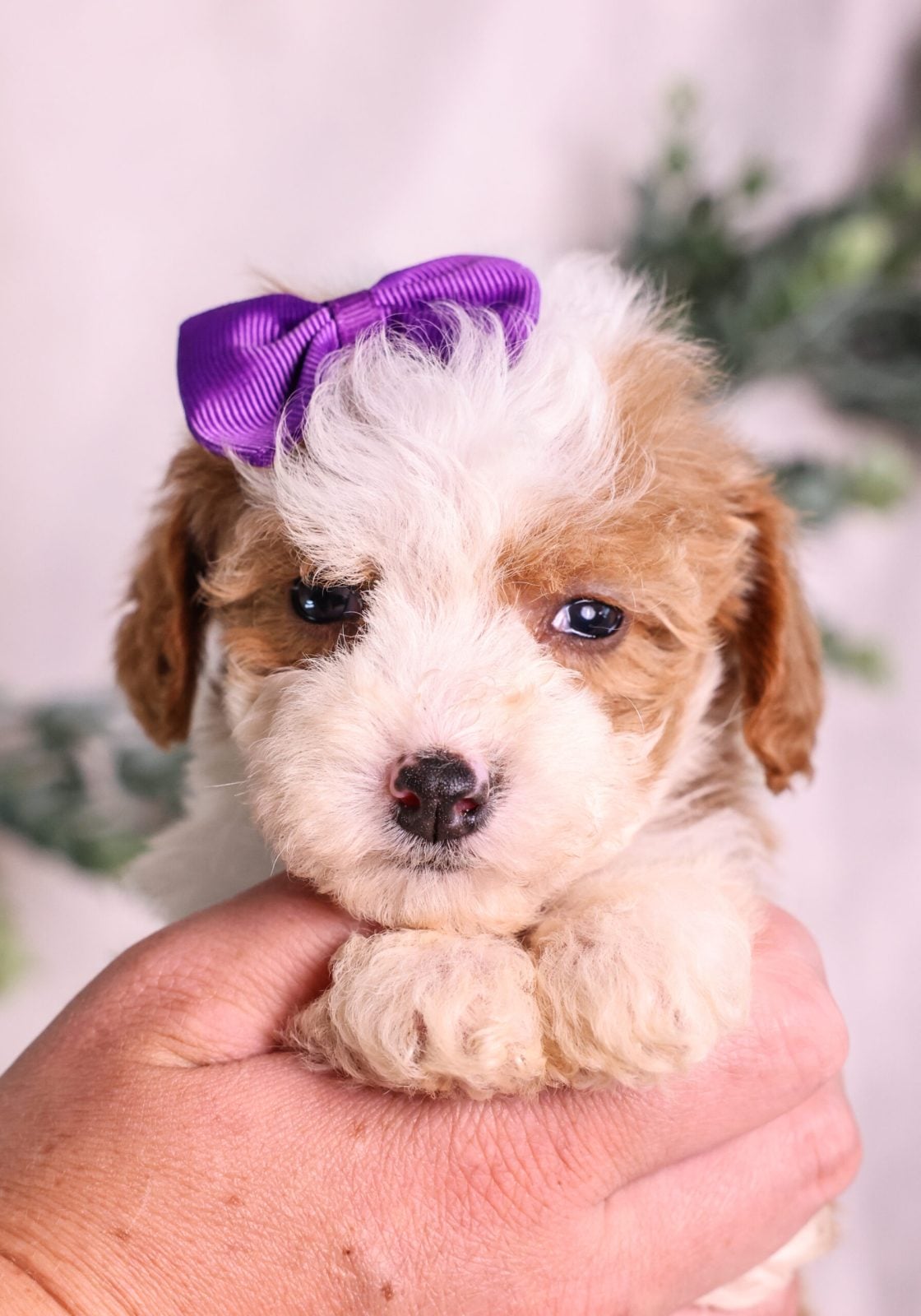 Micro Mini Bernedoodle breeder puppies