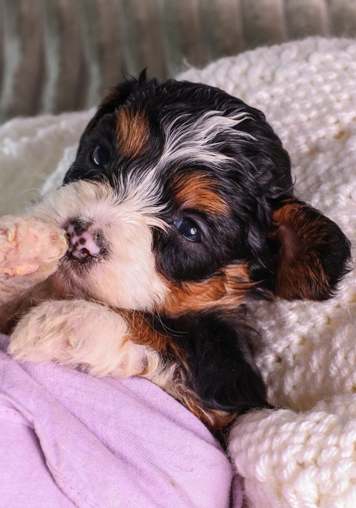 Micro Mini Bernedoodle breeder