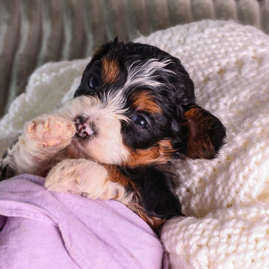 Micro Mini Bernedoodle breeder