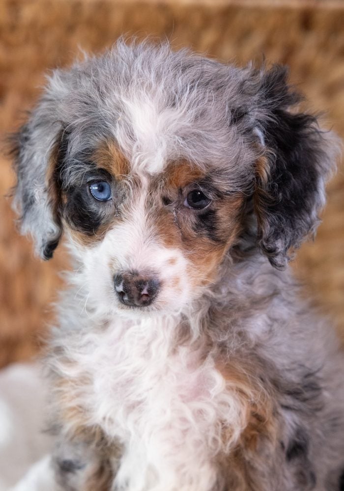 Micro Mini Bernedoodle for sale