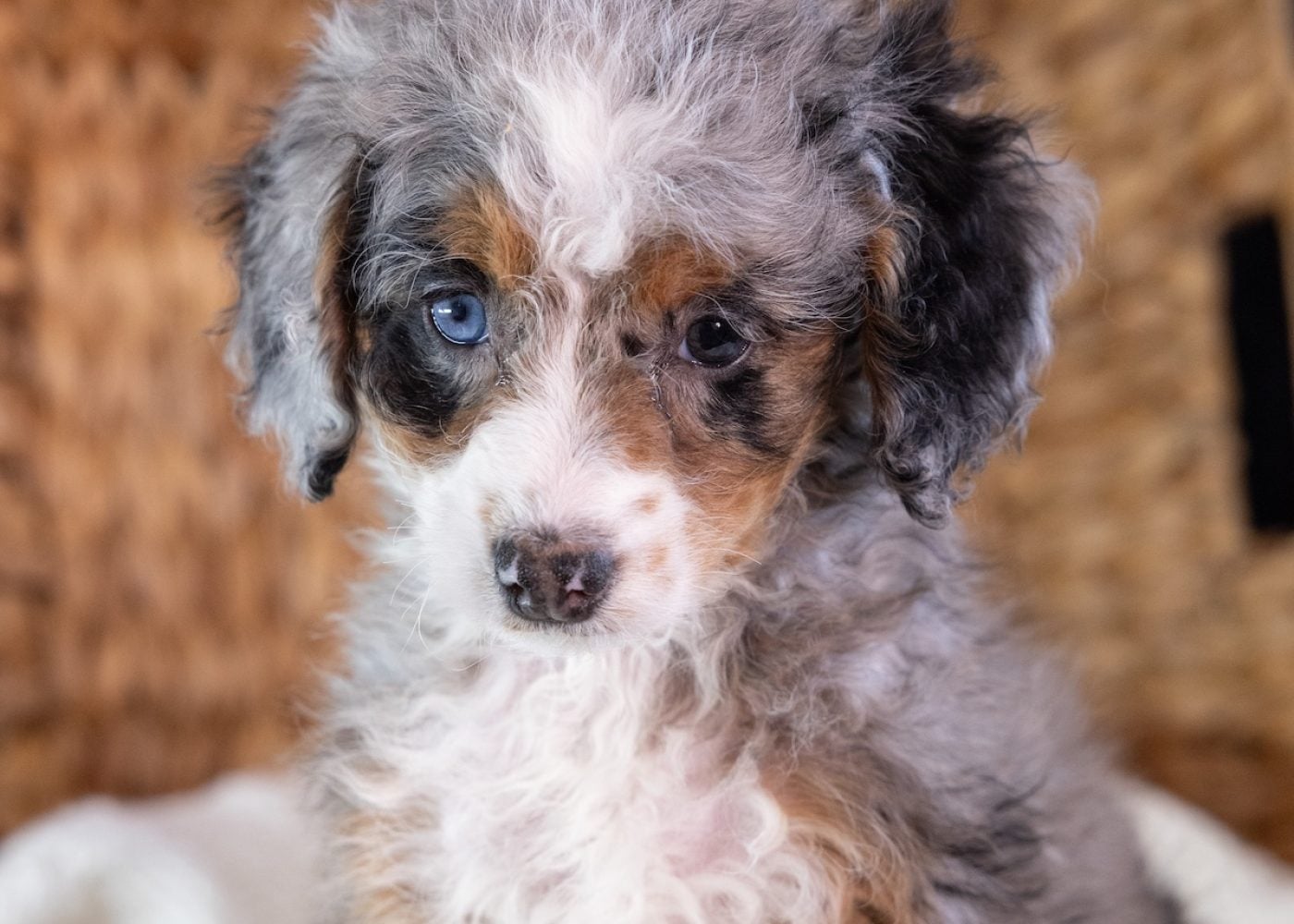 Micro Mini Bernedoodle for sale