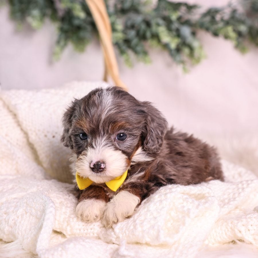 Micro Mini Bernedoodle for sale NYC