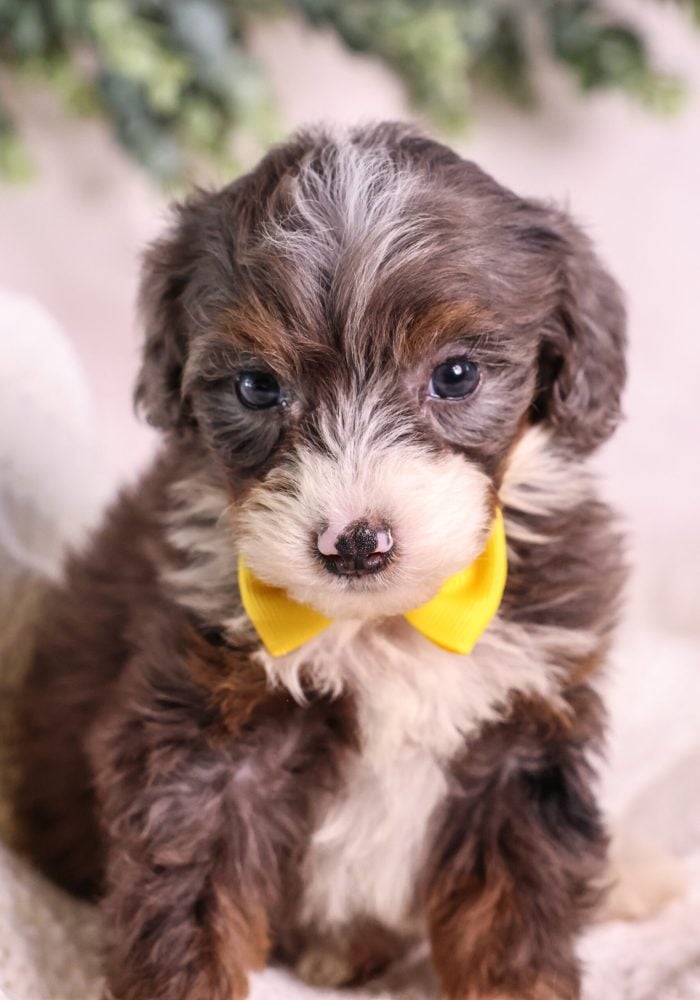Micro Mini Bernedoodle for sale PA