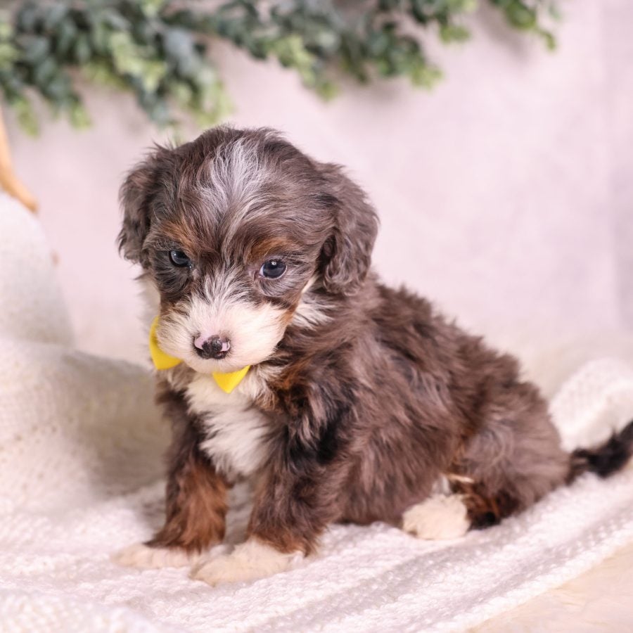 Micro Mini Bernedoodle for sale Philly
