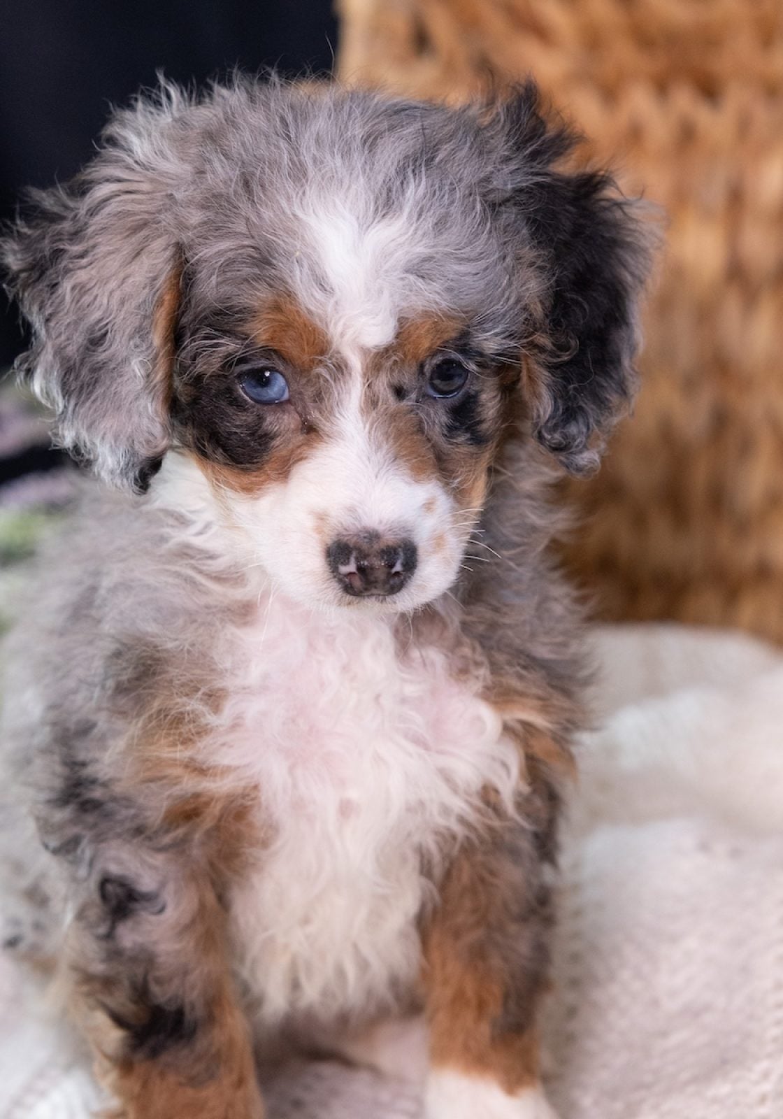 Micro Mini Bernedoodle for sale near me pa