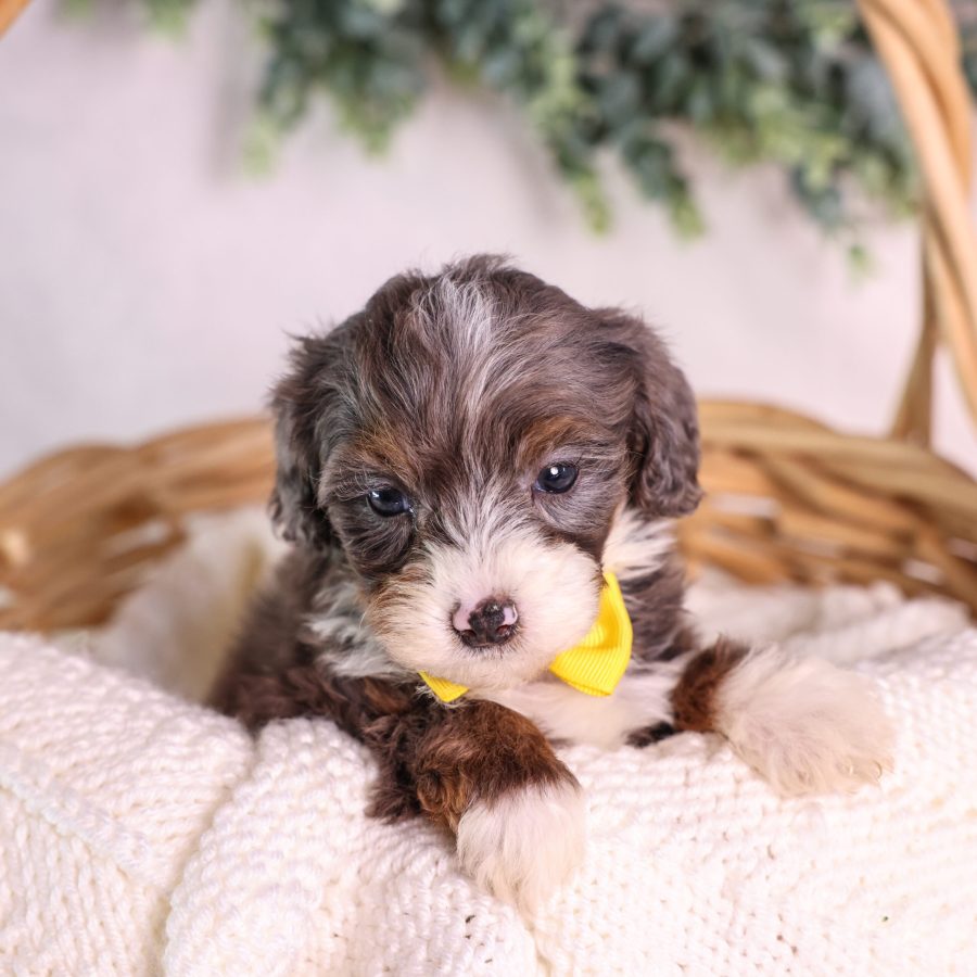 Micro Mini Bernedoodle for sale near me