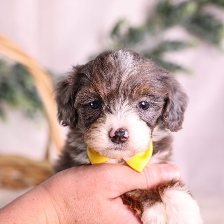 Micro Mini Bernedoodle for sale
