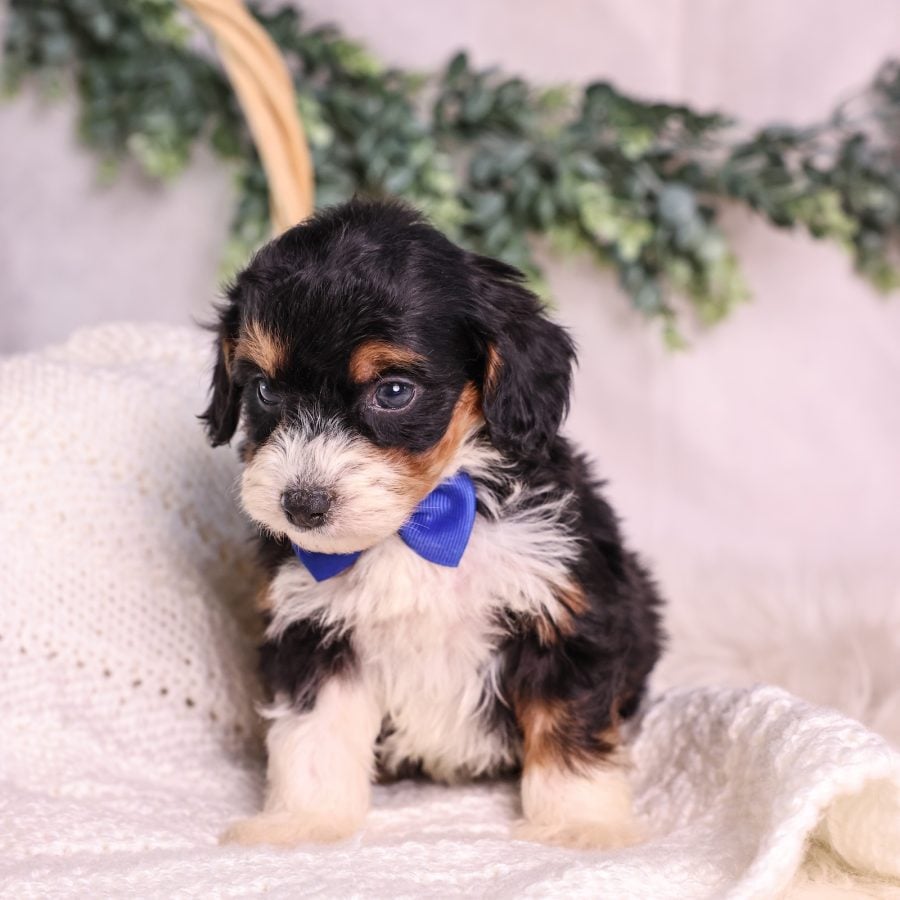 Micro Mini Bernedoodle puppies