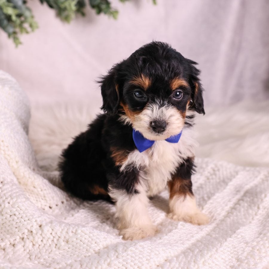 Micro Mini Bernedoodle puppies for sale pa