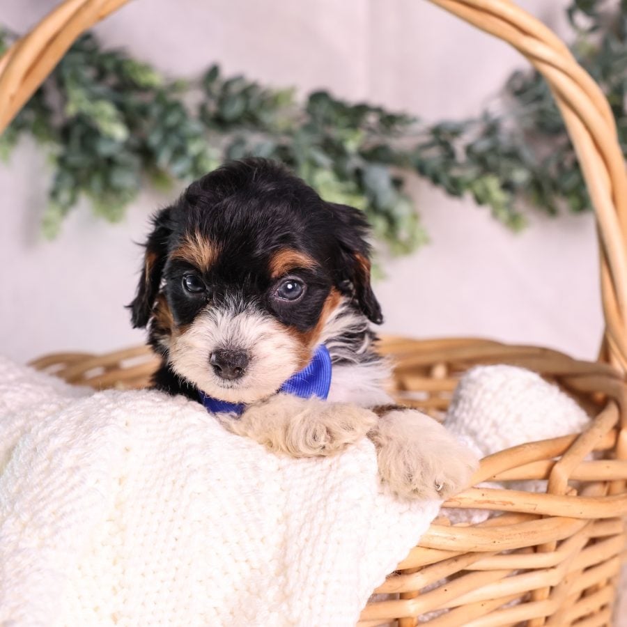 Micro Mini Bernedoodle puppies forsale