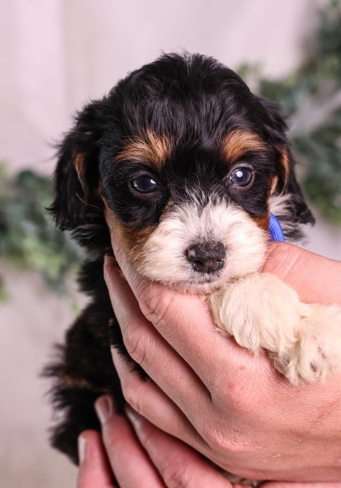 Micro Mini Bernedoodle puppies pa