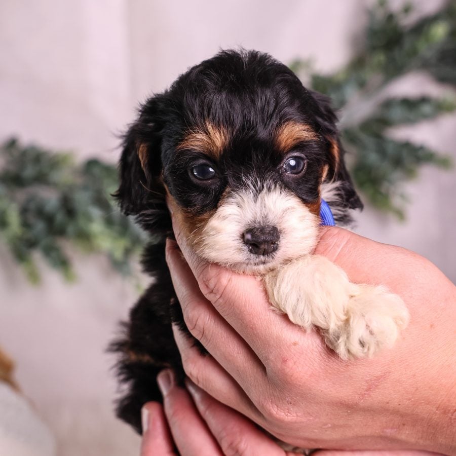 Micro Mini Bernedoodle puppies pa