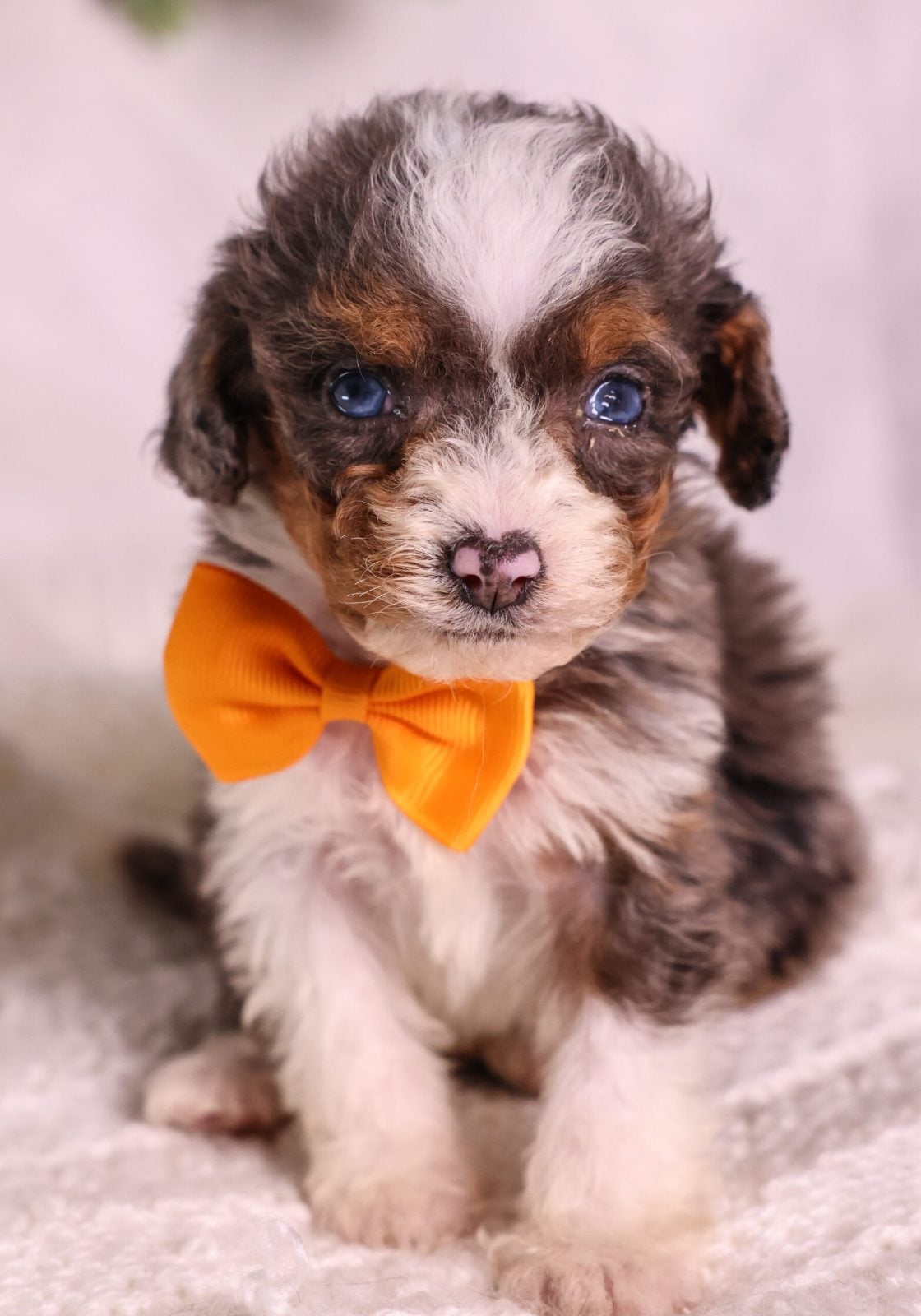 Micro Mini Bernedoodle puppies